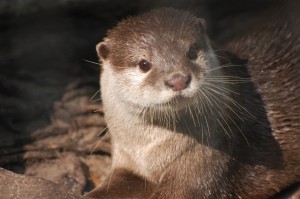 Jay the Otter
