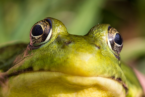 A closeup front view of a frog face with bulging eyes.