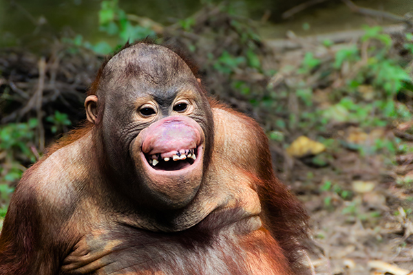 Funny smile orangutan monkey