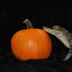 Alligator with a Pumpkin