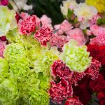 Close up photo of carnations