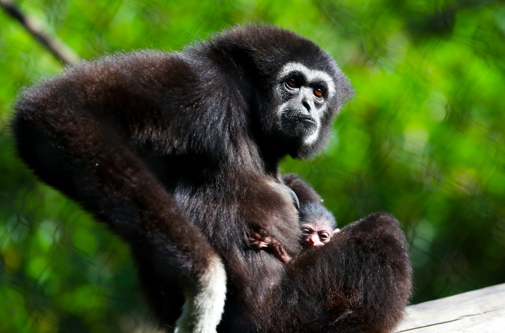 The baby gibbon with its mother at the Santa Fe College Teaching Zoo.