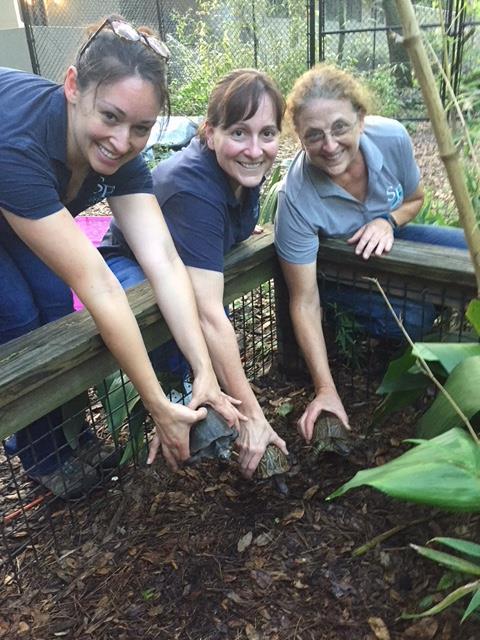 Chelsea Dunlap, Shawntal Abram, and Kathy Russell of the SF Teaching Zoo help restore our Box Turtles back into their own homes.
