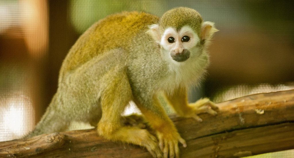 Mani the squirrel monkey was one of the seven animals recovered Monday afternoon.