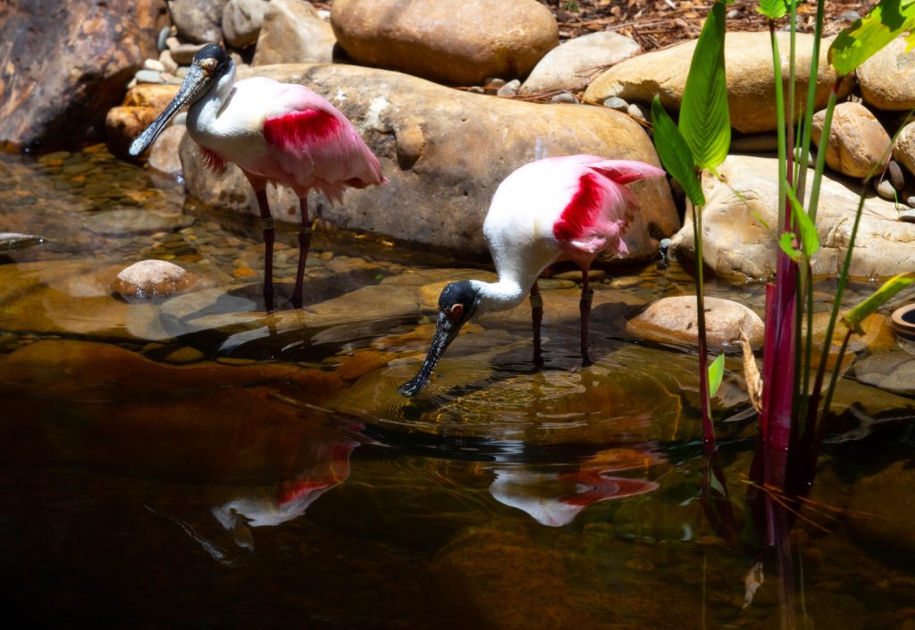 Two spoonbills at the SF Teaching Zoo's aviary