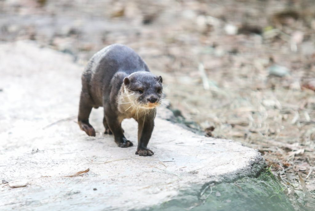 Simon, one of the Asian small-clawed otters, pased away January 22, 2019 at the SF Teaching Zoo