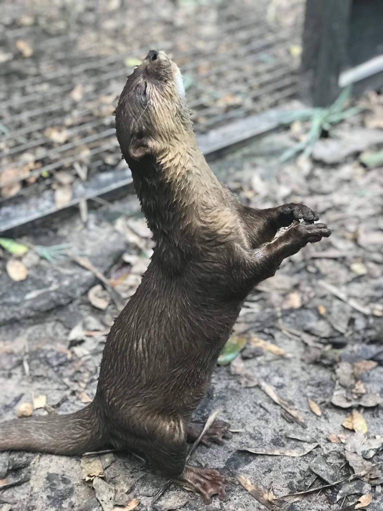 picture of Simon the otter