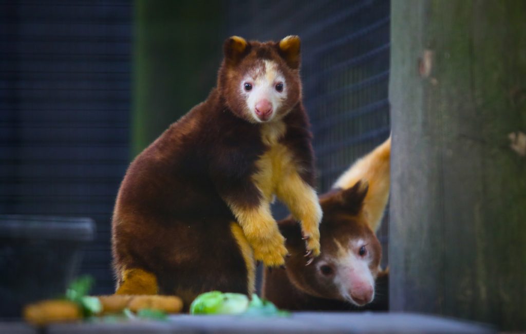 A young tree kangaroo and mother photographed at the Santa Fe College Teaching Zoo
