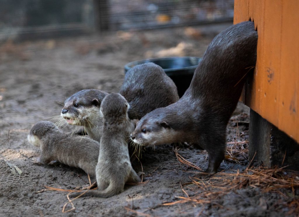 The SF Teaching Zoo welcomes 5 new baby otters.