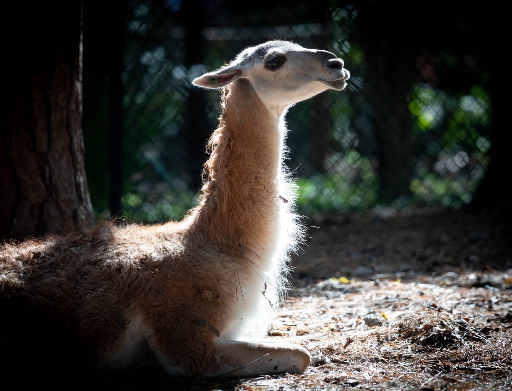 Photo of Squirt, a guanaco at the SF Teaching Zoo who passed away last week.