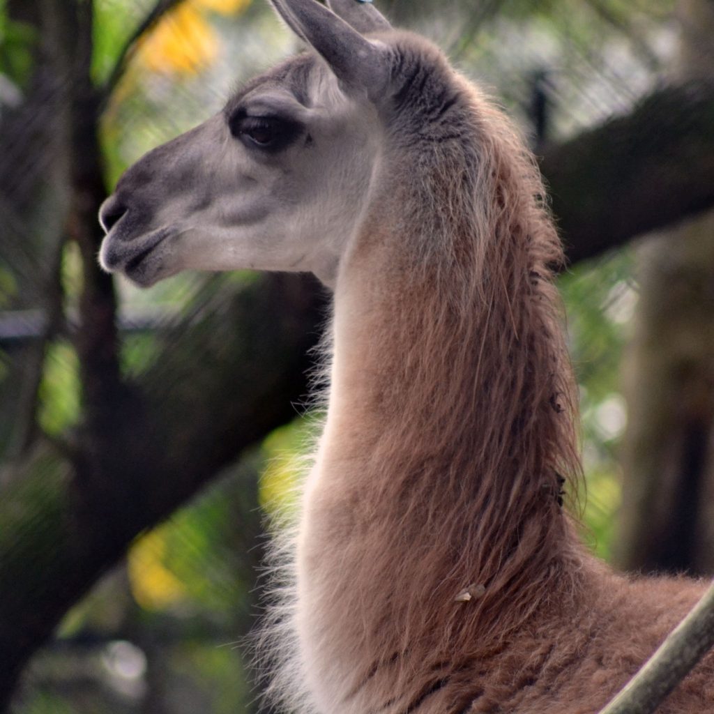 Picture of Squirt, a guanaco at the SF Teaching Zoo who passed away last week.