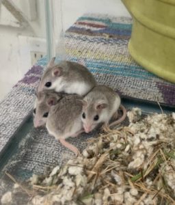 Four mice snuggled in a corner