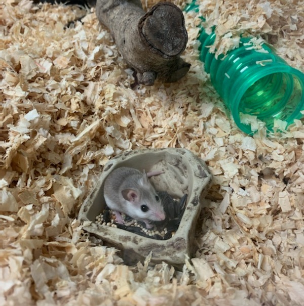 a small grey mouse sitting in its food dish 