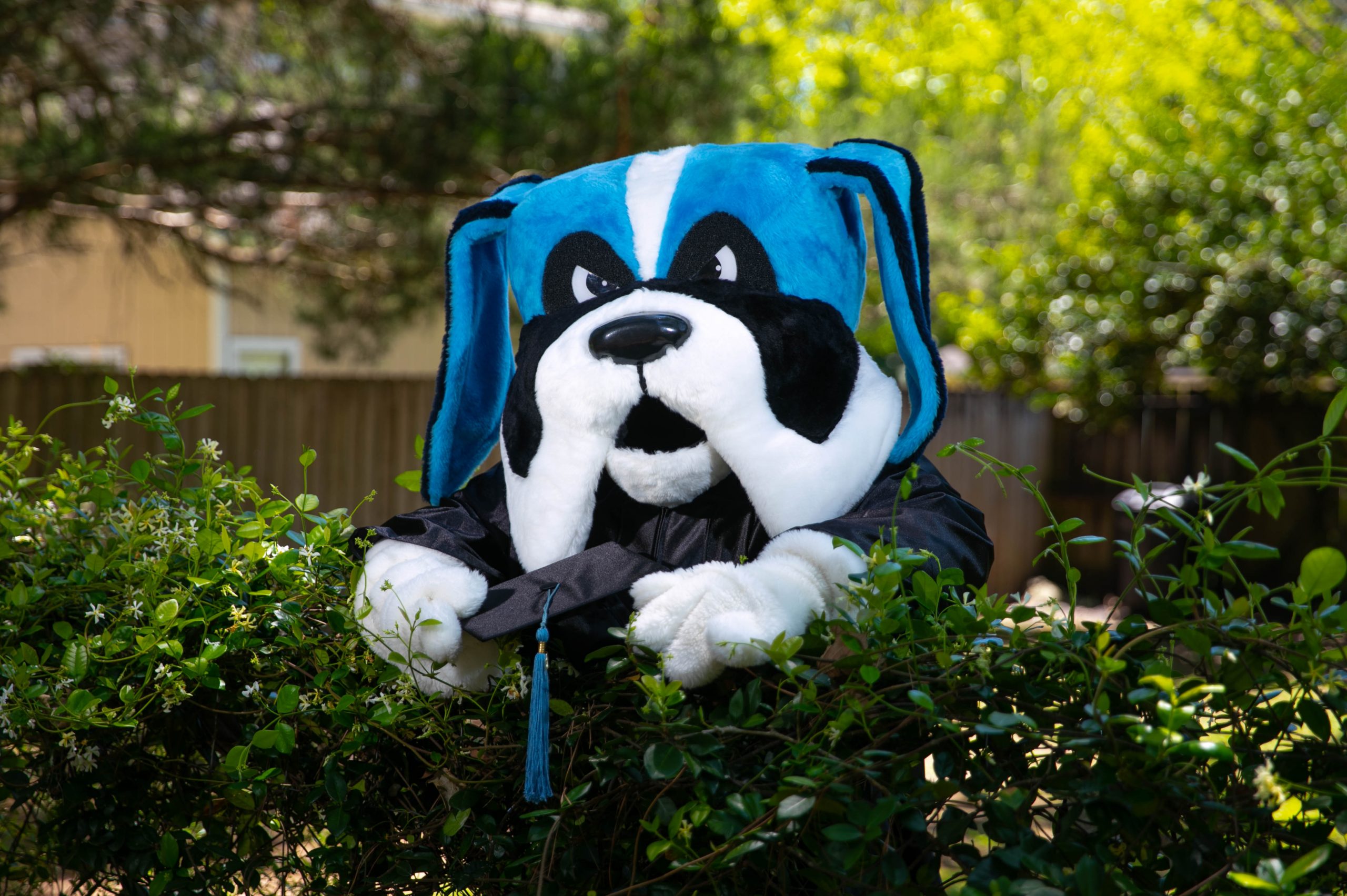 Santa Fe College mascot Caesar is dressed in a graduation cap and gown while standing behind a bush outside.