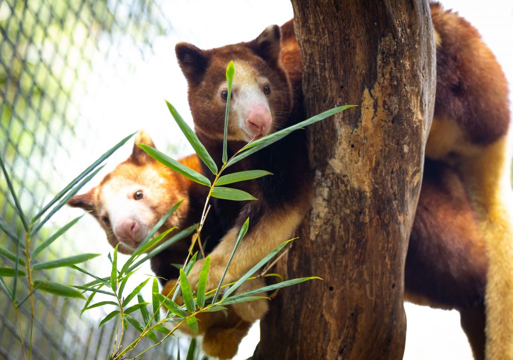 Two Matschie’s tree kangaroo rest on top of each other while in a tree
