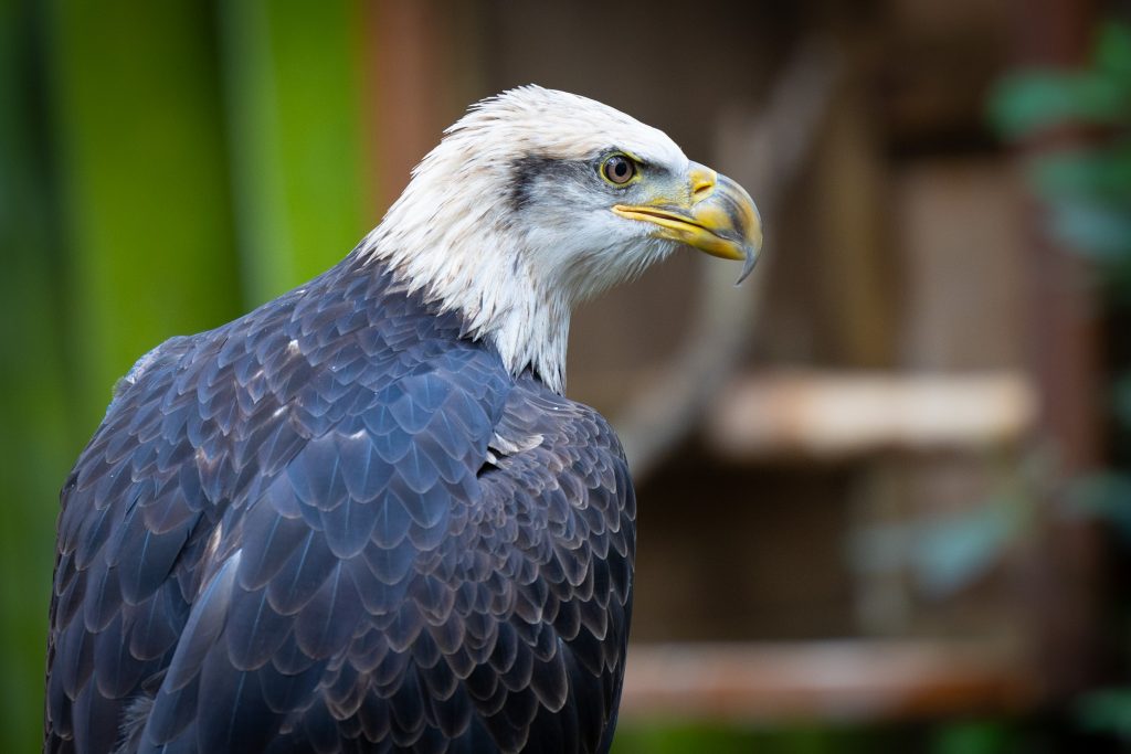 A side view of a bald eagle at the Santa Fe Teaching Zoo
