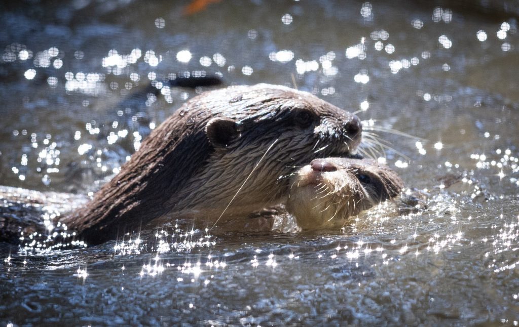 Two otters swim in water.