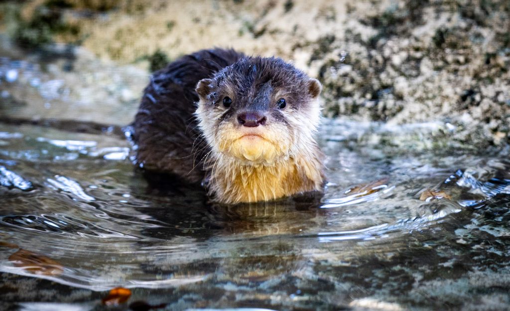 An otter stands in water.