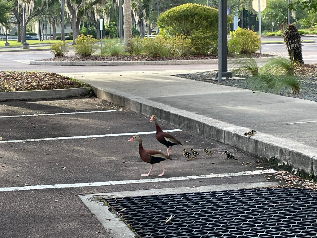 Two ducks and five ducklings walking in a parking lot.